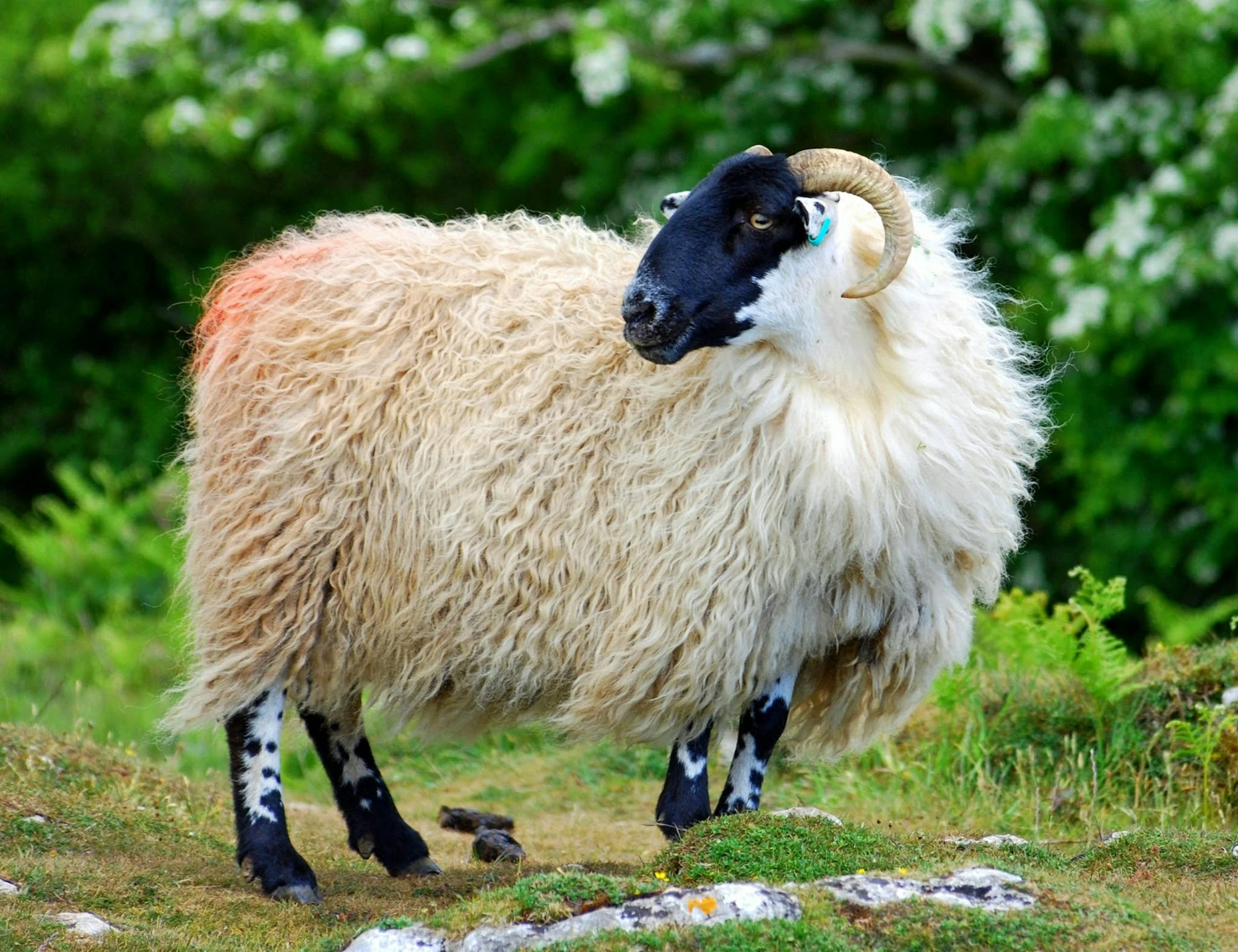 Bull Sheep: Casual 8 Bit Game using Fantasy Console PICO-8